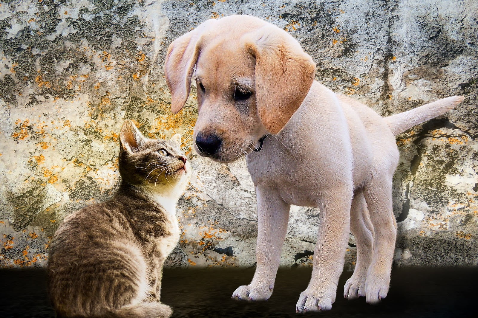 Cão ou gato: qual é o melhor para você?