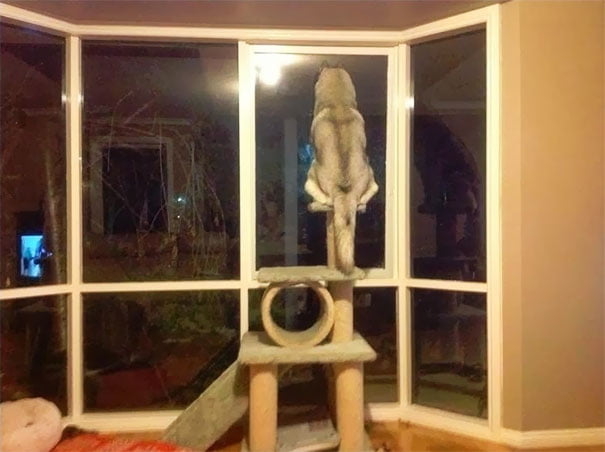 Cachorros que pensam ser gatos. Isto existe mesmo? Cachorros que pensam ser gatos. Isto existe mesmo?
