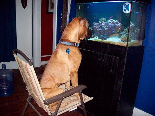 Cachorros que pensam ser gatos. Isto existe mesmo? Cachorros que pensam ser gatos. Isto existe mesmo?