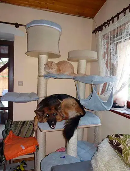 Cachorros que pensam ser gatos. Isto existe mesmo? Cachorros que pensam ser gatos. Isto existe mesmo?