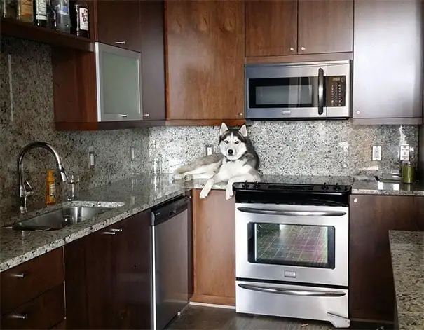 Cachorros que pensam ser gatos. Isto existe mesmo? Cachorros que pensam ser gatos. Isto existe mesmo?