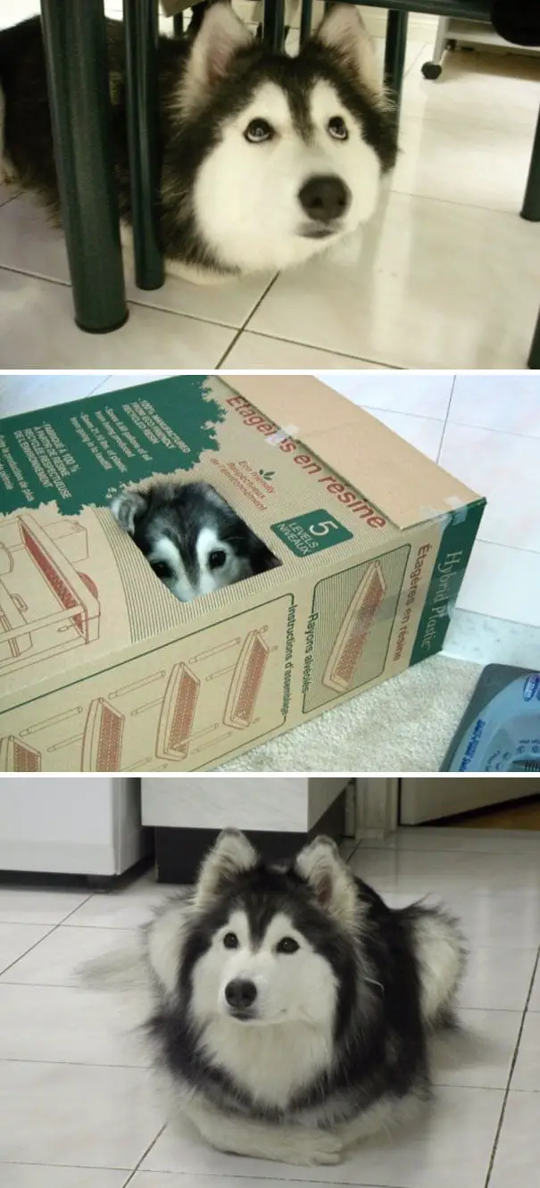 Cachorros que pensam ser gatos. Isto existe mesmo? Cachorros que pensam ser gatos. Isto existe mesmo?