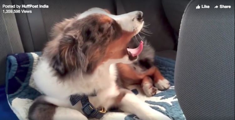 Veja a reação do cãozinho quando ele escuta sua música favorita