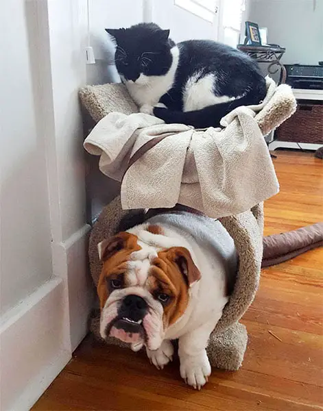 Cachorros que pensam ser gatos. Isto existe mesmo? Cachorros que pensam ser gatos. Isto existe mesmo?