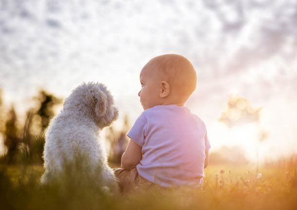 25 Fotos de lindos filhotes de cachorro para alegrar seu dia