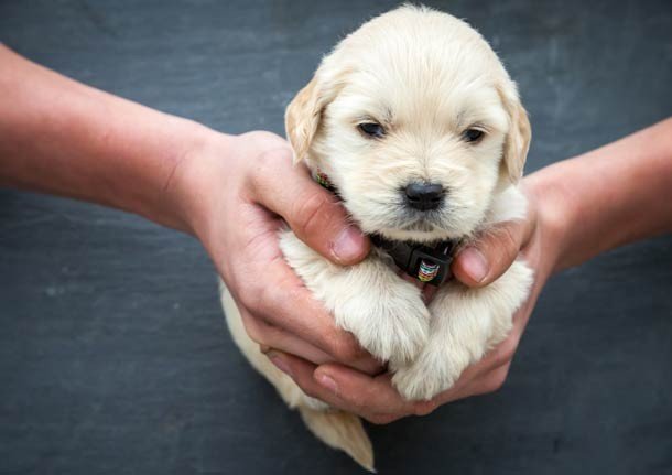 25 Fotos de lindos filhotes de cachorro para alegrar seu dia