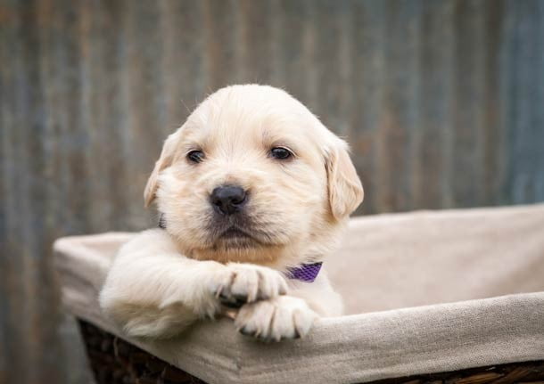 25 Fotos de lindos filhotes de cachorro para alegrar seu dia