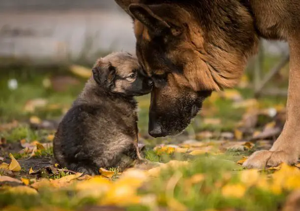 25 Fotos de lindos filhotes de cachorro para alegrar seu dia