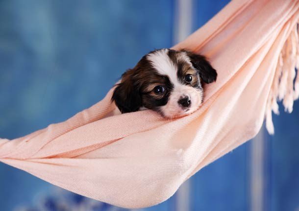25 Fotos de lindos filhotes de cachorro para alegrar seu dia
