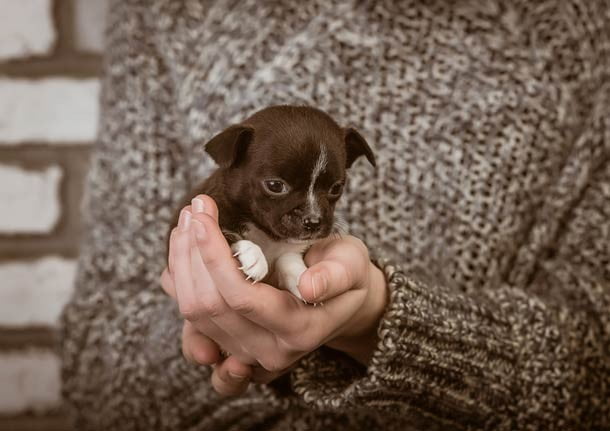 25 Fotos de lindos filhotes de cachorro para alegrar seu dia