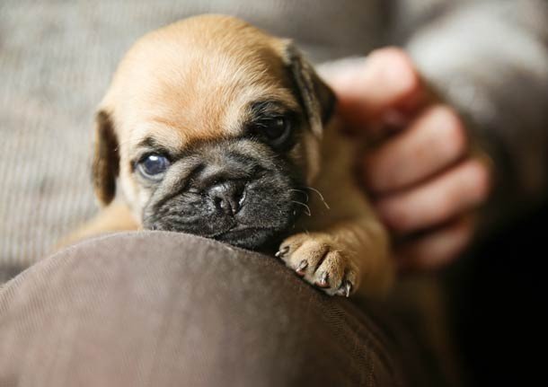 25 Fotos de lindos filhotes de cachorro para alegrar seu dia