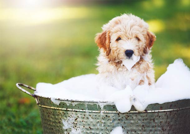 25 Fotos de lindos filhotes de cachorro para alegrar seu dia