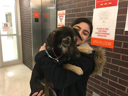 Cachorrinha quase morre depois de fugir em meio à nevasca em Nova York