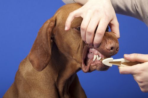Cães precisam escovar os dentes?