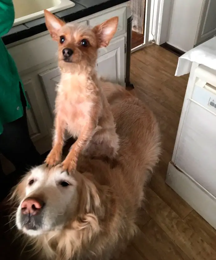 Cãozinho pequeno inventa uma maneira inusitada para ficar grandão