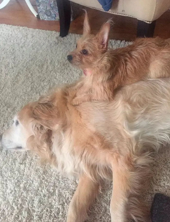 Cãozinho pequeno inventa uma maneira inusitada para ficar grandão