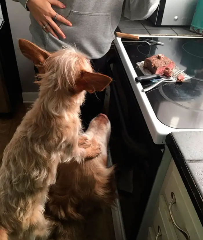 Cãozinho pequeno inventa uma maneira inusitada para ficar grandão