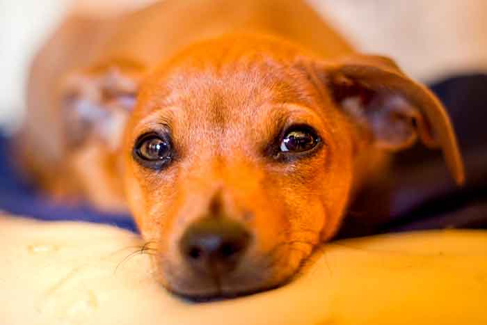 Gastrite em cães: causas, sintomas e tratamento