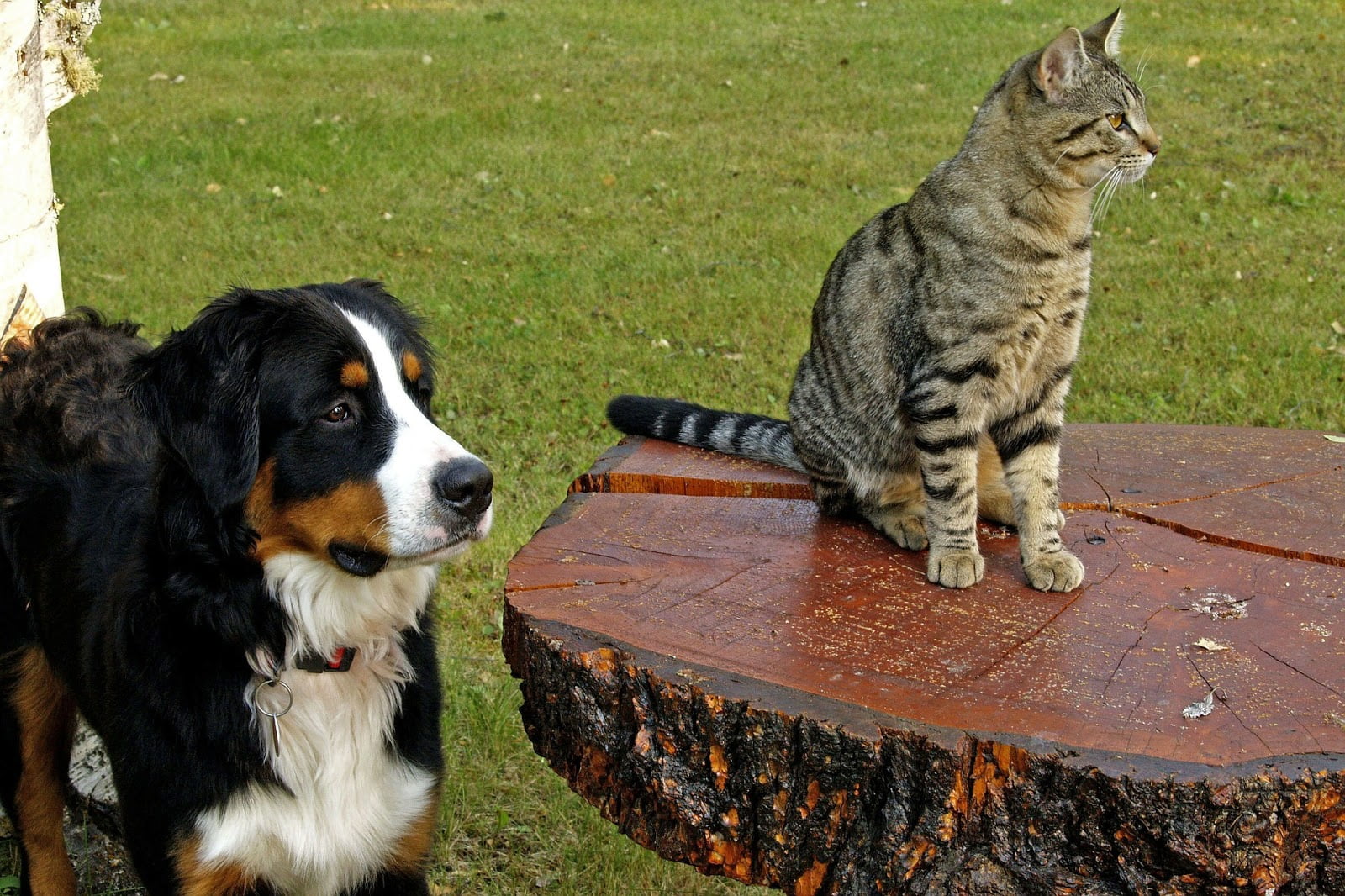 Como criar uma amizade entre cachorro e gato?