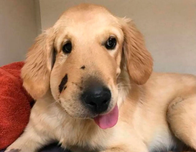 Filhote de cachorro leva picada de cobra para salvar sua tutora Filhote de cachorro leva picada de cobra para salvar sua tutora
