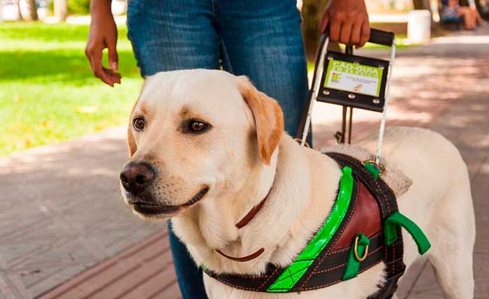 Motorista de Uber que recusou cão-guia terá de pagar indenização