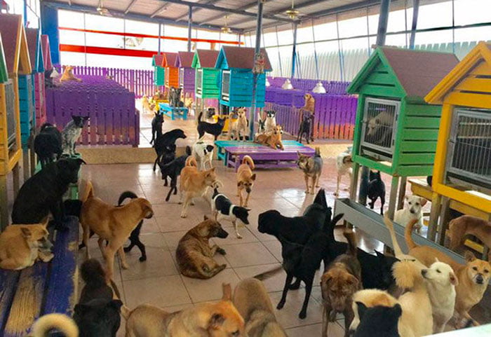 Família cuida de mais de 3000 cachorros em Taiwan