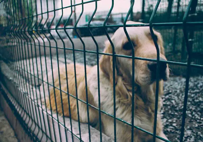 Lei proíbe deixar cachorros acorrentados e sempre presos