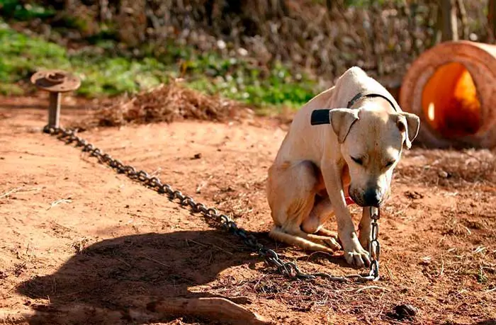 Lei proíbe deixar cachorros acorrentados e sempre presos