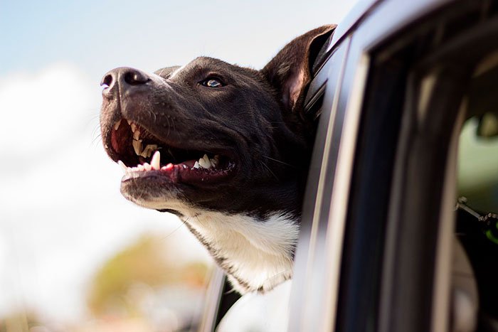 Transporte de cachorros em carros - Cuidados e Dicas!