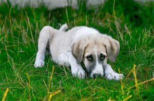 Posso dar soro caseiro para cachorros? Veja como fazer!