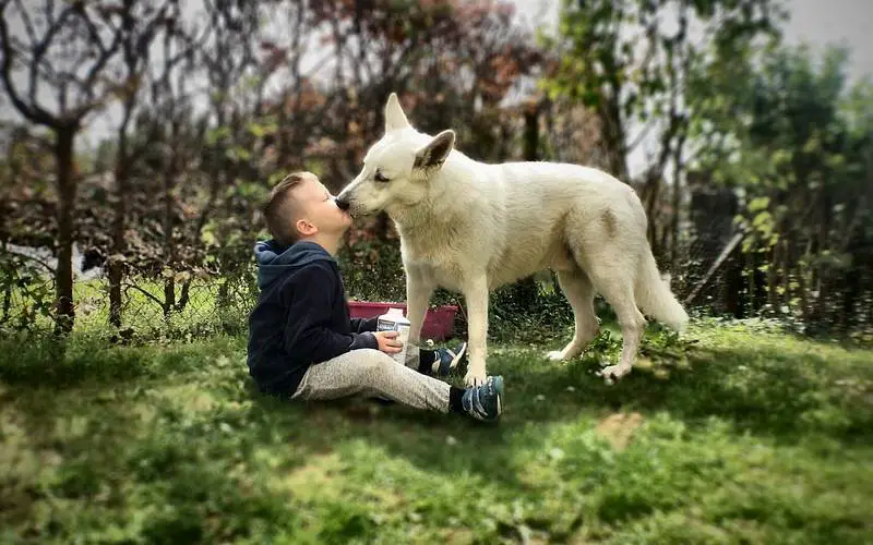 Como os cachorros dizem “obrigado”?