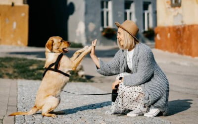 Por que amamos tanto os cachorros?