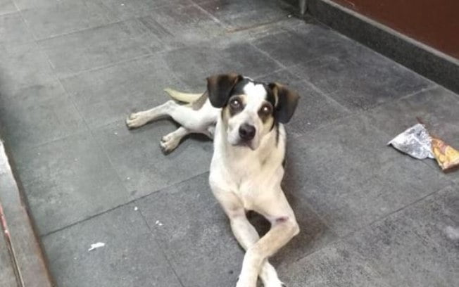 Cachorro morre após ser espancado e envenenado no Carrefour de Osasco