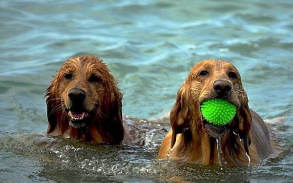 De quanto tempo de exercícios seu cachorro precisa?