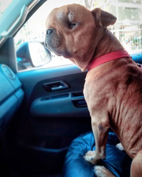 Jovem adota cachorro com câncer para dar a ele um lar em seus últimos dias