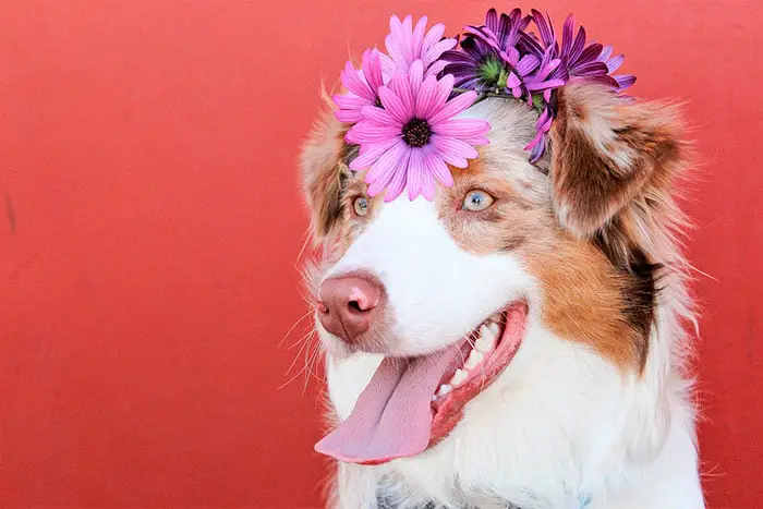 Projeto de lei quer que animais deixem de ser coisas