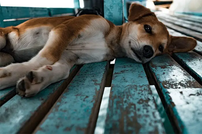 Prefeitura dá desconto no IPTU para quem adotar cão de rua Prefeitura dá desconto no IPTU para quem adotar cão de rua
