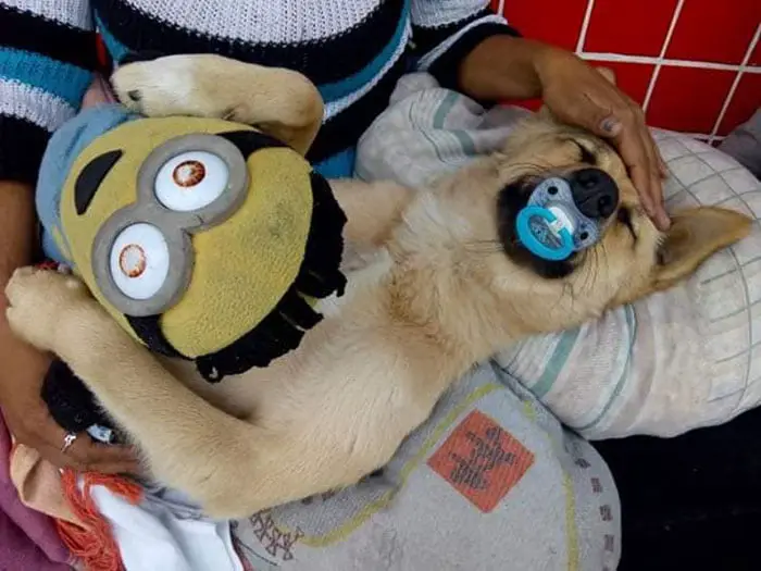 Cachorro viraliza na internet por dormir com chupeta