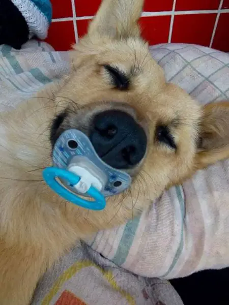 Cachorro viraliza na internet por dormir com chupeta