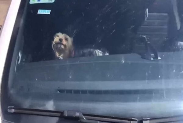 Polícia resgata cāo preso em carro fechado Polícia resgata cāo preso em carro fechado