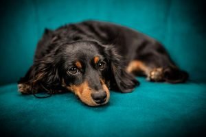 Meu cachorro morreu. Como lidar com a perda?