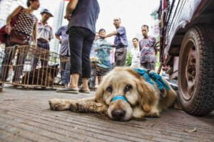 China sinaliza proibir o consumo de carne de cachorro e gato