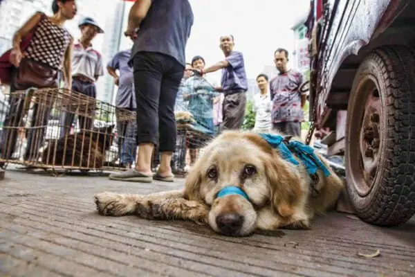 China sinaliza proibir o consumo de carne de cachorro e gato China sinaliza proibir o consumo de carne de cachorro e gato