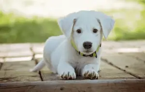 Facebook proíbe a venda de animais em suas redes sociais