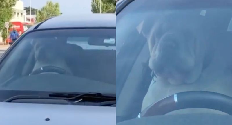 Cachorro preso em carro buzina até ser resgatado