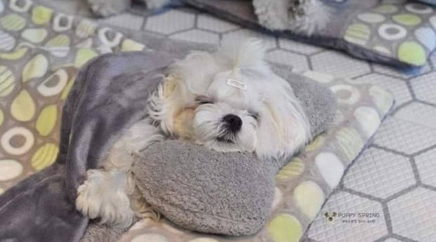 Uma creche para cachorros Uma creche para cachorros