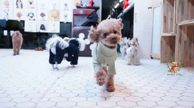 Uma creche para cachorros Uma creche para cachorros