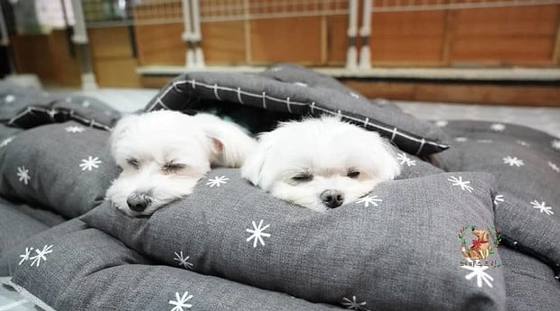 Uma creche para cachorros Uma creche para cachorros