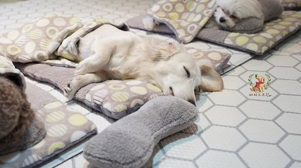 Uma creche para cachorros Uma creche para cachorros