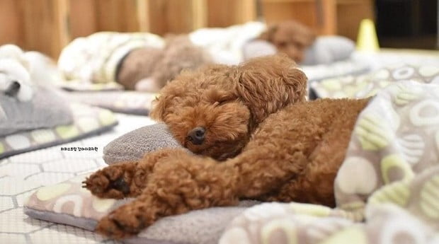 Uma creche para cachorros Uma creche para cachorros